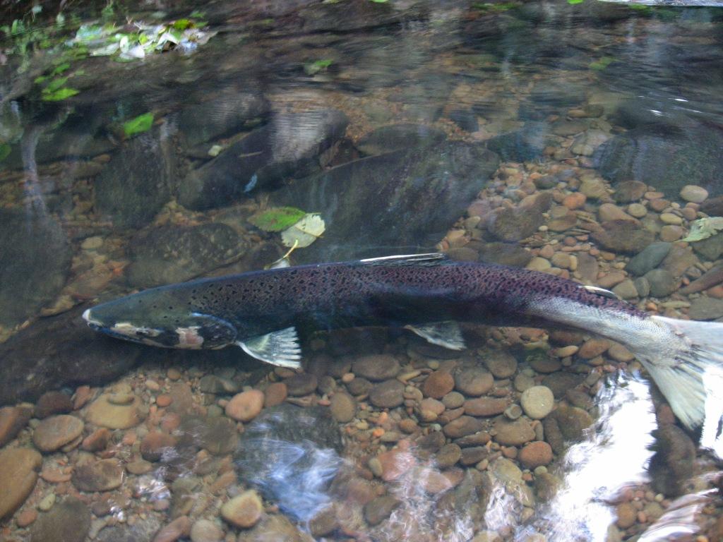 Side view of a colorful chinook salmon