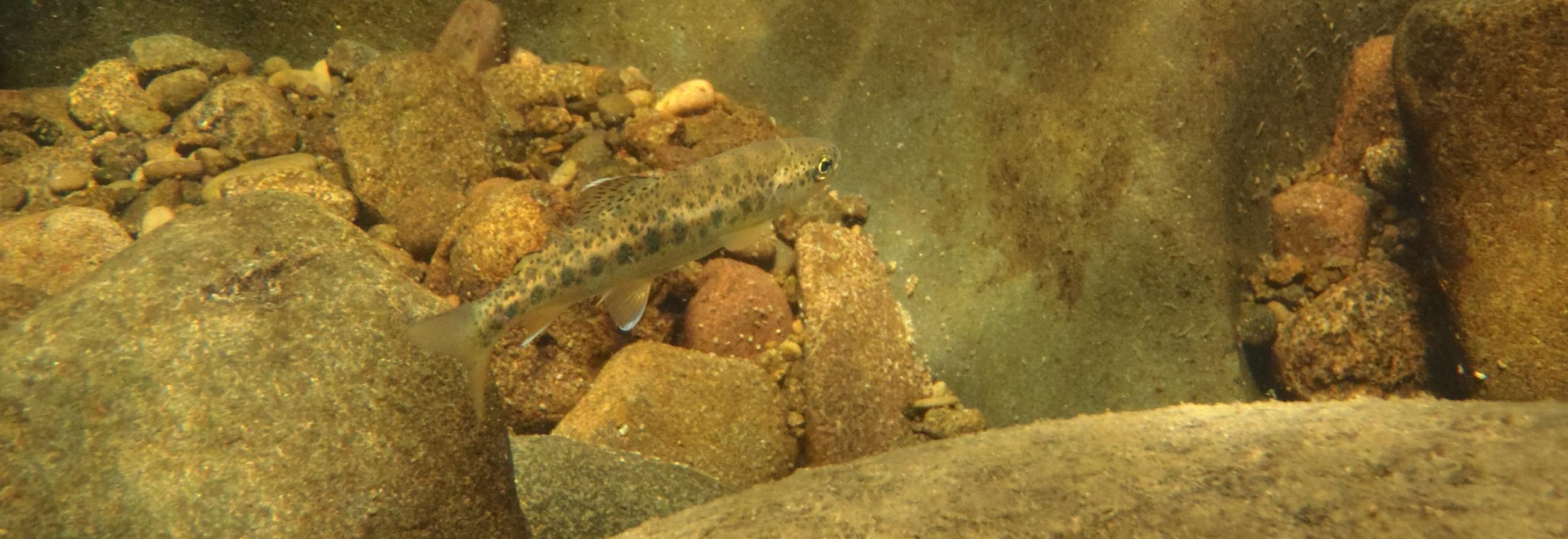 Image of a small steelhead trout fry with cobble stones ang gravel in the background
