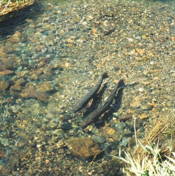 Two steelhead trout in a river facing diagonally towards the camera. The image background is of colorful cobblestones in the riverbed.