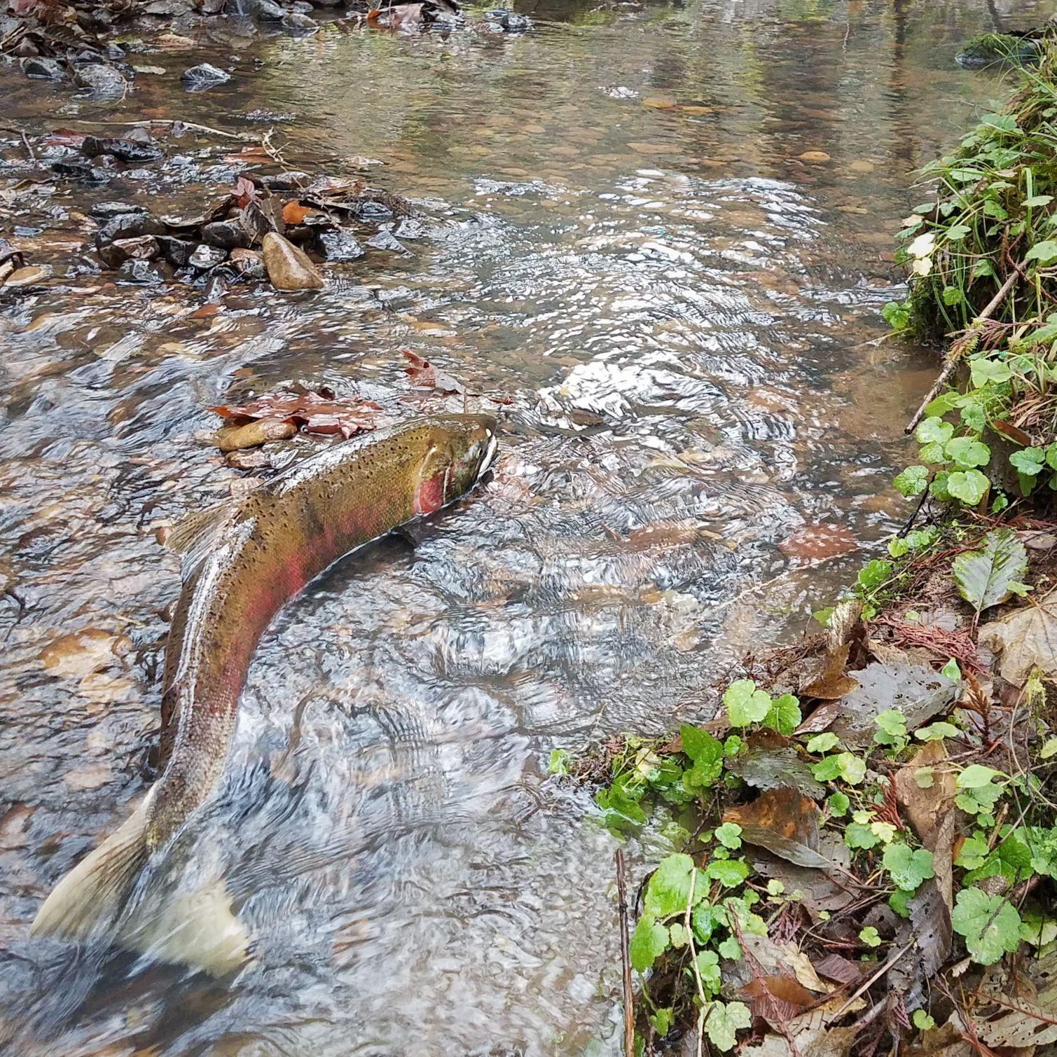 Image of a green coho salmon with pink flanks, swimming upstream while halfway exposed from the water.