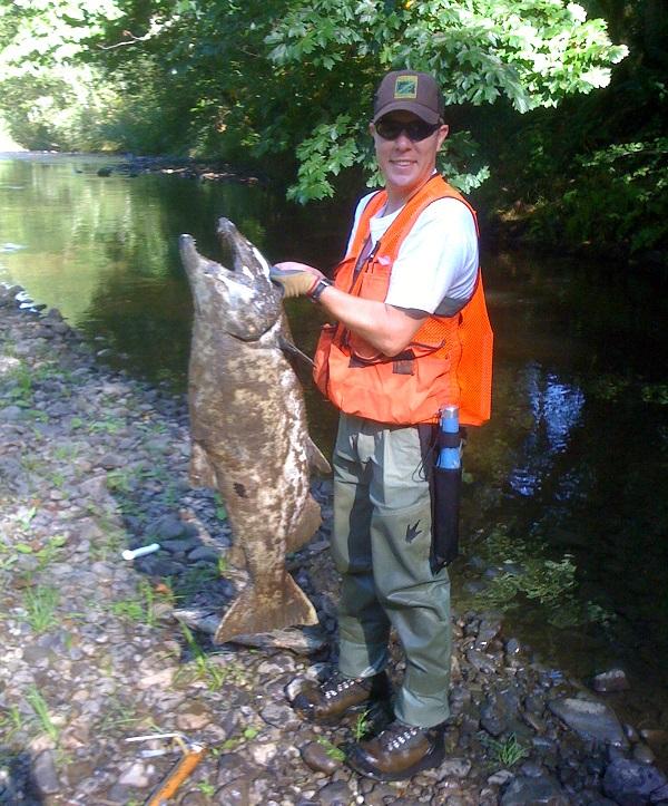 Male surveyor in orange vest holds a large dead chinook salmon.