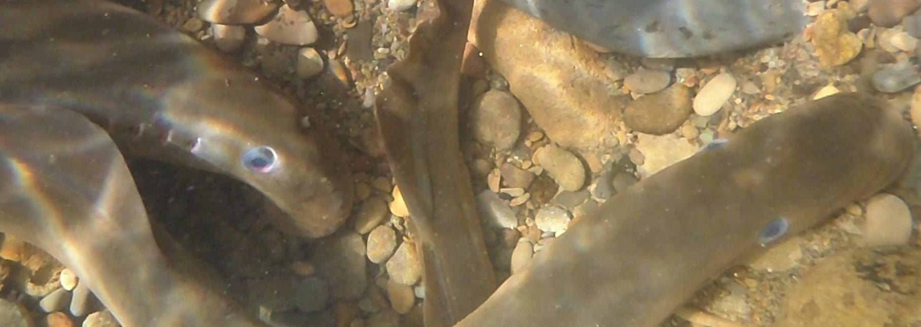 Image of two lamprey on a riverbed
