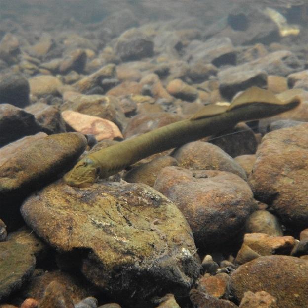 Image of lamprey attached to cobble on the riverbed.