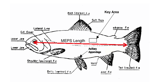 Side image of fish with horizontal red line spanning from mid-eye to posterior scale